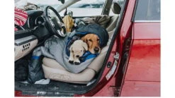 ALPS Mountaineering Aura 20 Sleeping Bag 11 ALPS Mountaineering Aura 20 Sleeping Bag -Alps Mountaineering Adventure Outlet Store opplanet alps mountaineering aura 20 sleeping bag regular gray charcoal 4611933 av 3